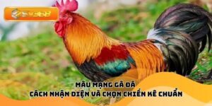 Màu Mạng Gà Đá – Cách Nhận Diện Và Chọn Chiến Kê Chuẩn