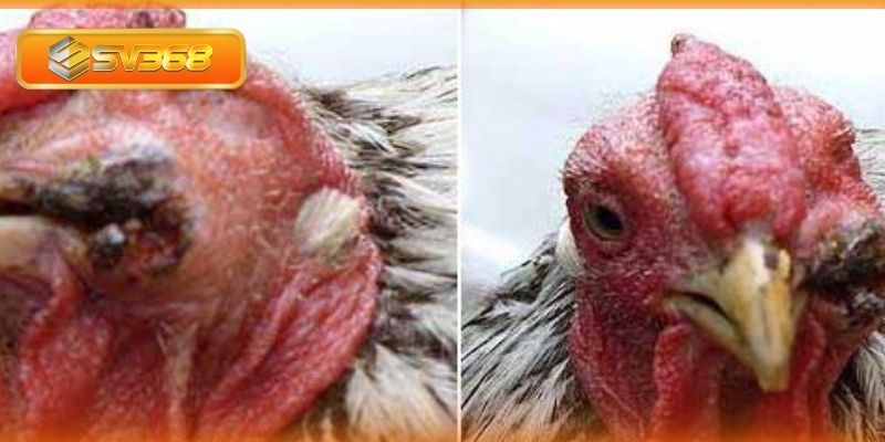Một số sai lầm cần tránh khi xử lý bệnh đậu ở gà