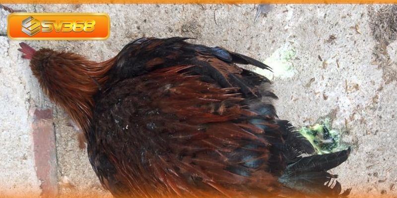 Những nguyên nhân gây tụ huyết trùng ở gà chọi