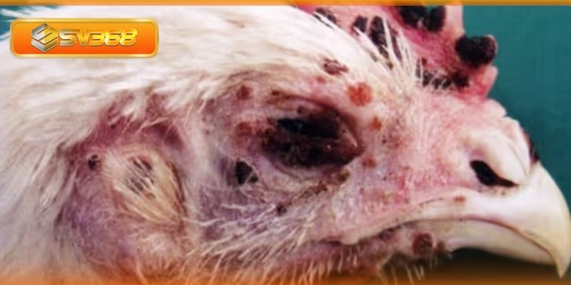 Những nguyên nhân phổ biến gây bệnh đậu ở gà chọi