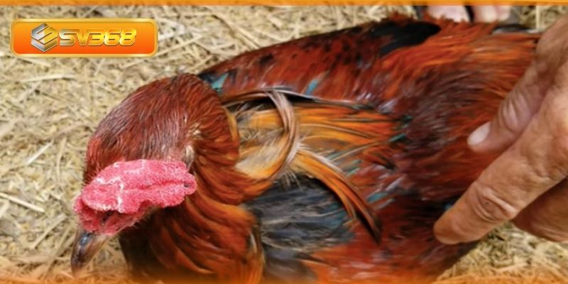 Những nguyên nhân phổ biến gây dịch tả ở gà chọi