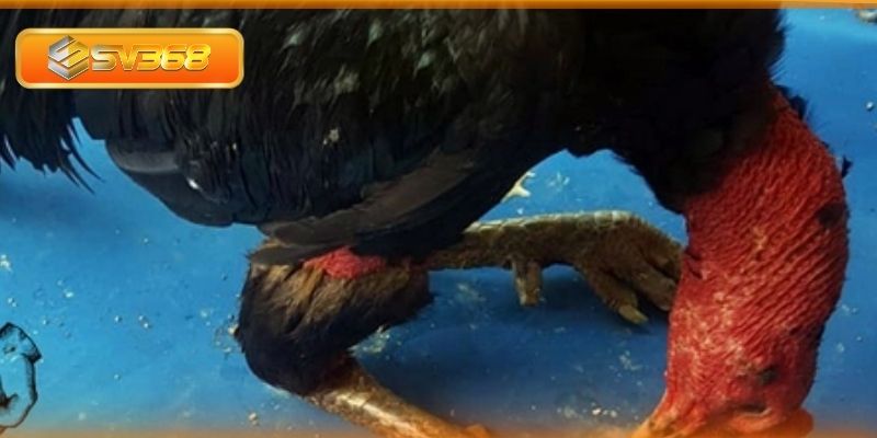 Những sai lầm thường gặp khi điều trị bệnh cho gà chọi