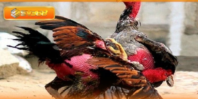 Những tác hại của tụ huyết trùng cho gà chọi và chủ nuôi