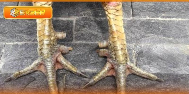 Vai trò quan trọng của việc xem cựa chiến kê trong chọi gà